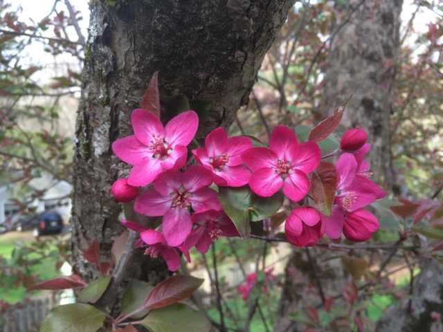 flowers on one of our apple trees